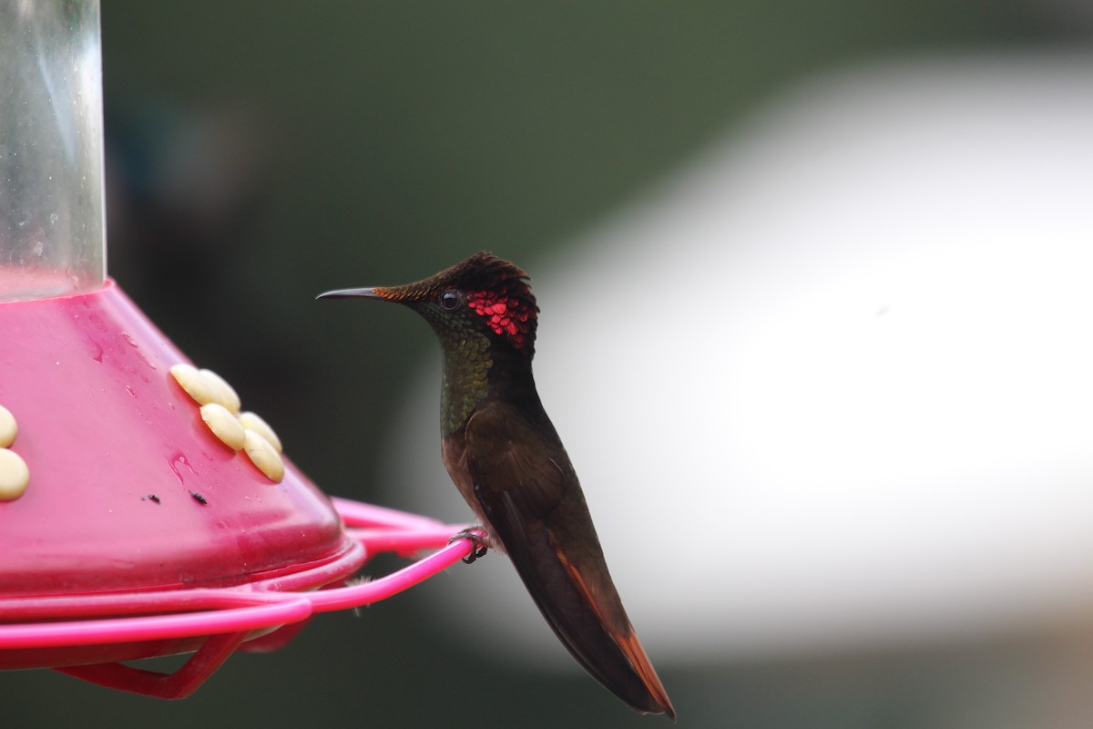 Ruby-topaz Hummingbird - Paul van Els