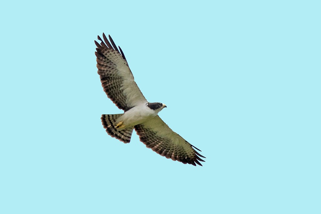 Short-tailed Hawk - ML83028921