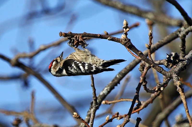 Lesser Spotted Woodpecker - Francisco Barroqueiro