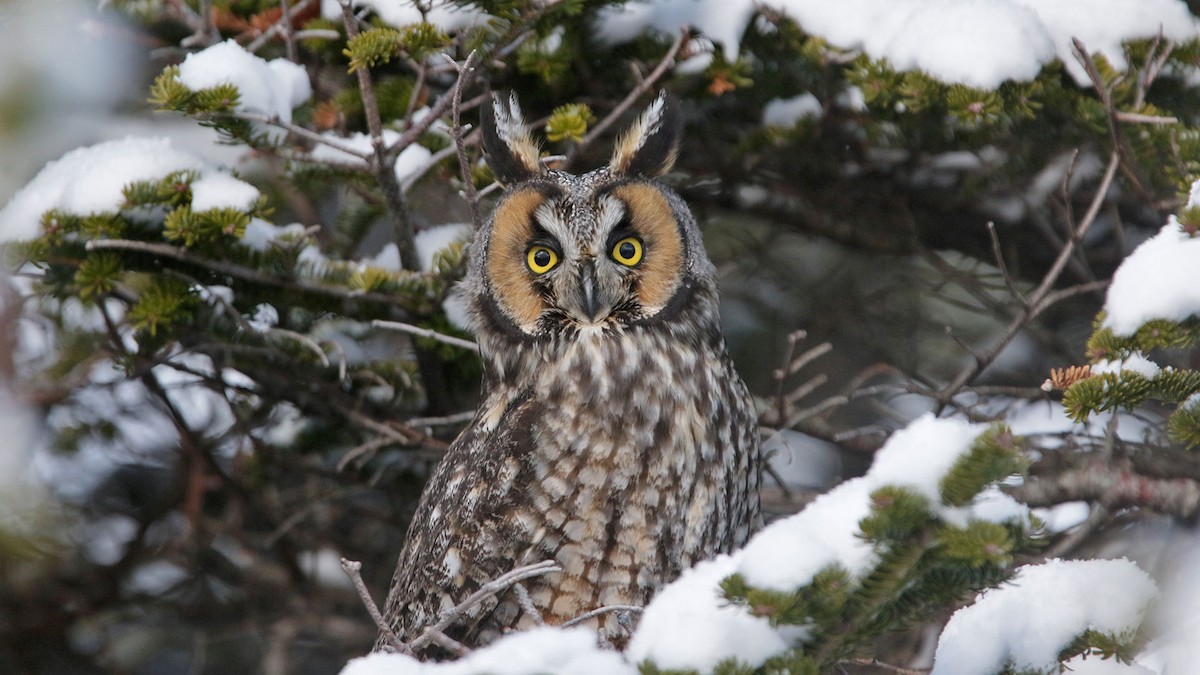 Long-eared Owl - patrick hacala