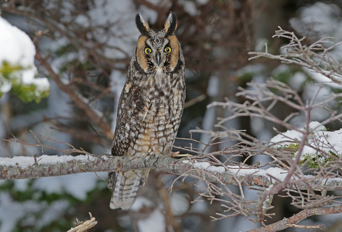 Long-eared Owl - patrick hacala
