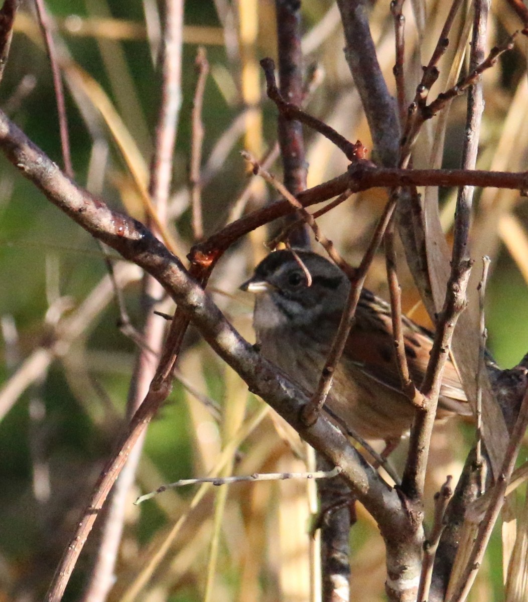 Swamp Sparrow - ML83032801