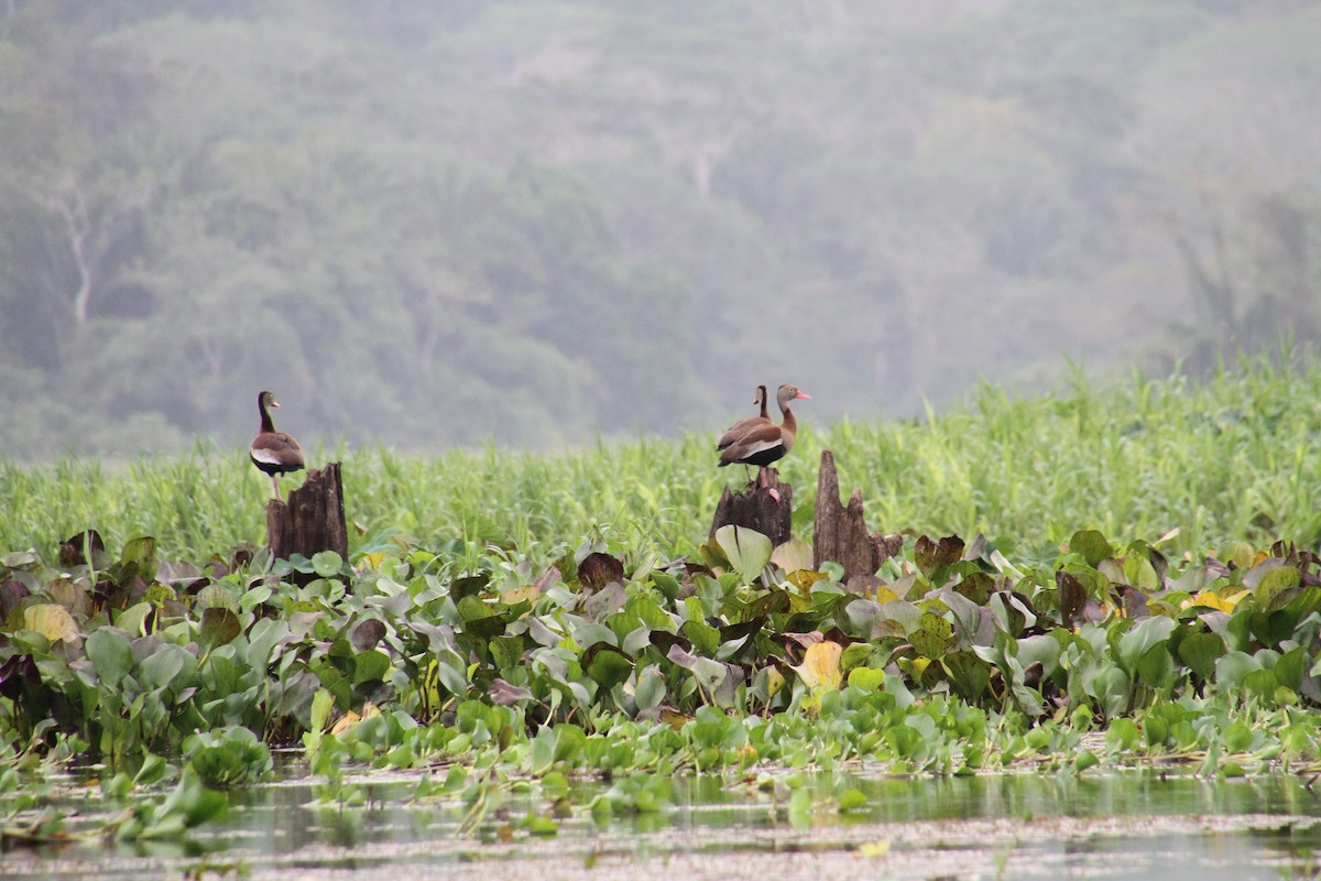 Black-bellied Whistling-Duck - Kelly Siderio