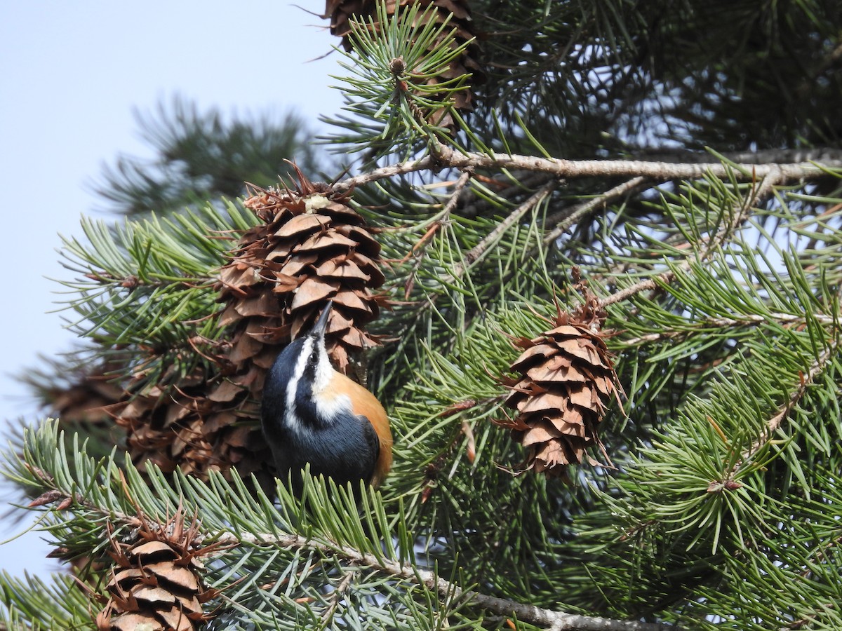 Red-breasted Nuthatch - Sharla Meester