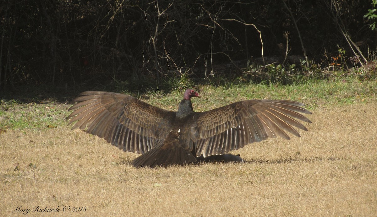 Turkey Vulture - Mary Richards