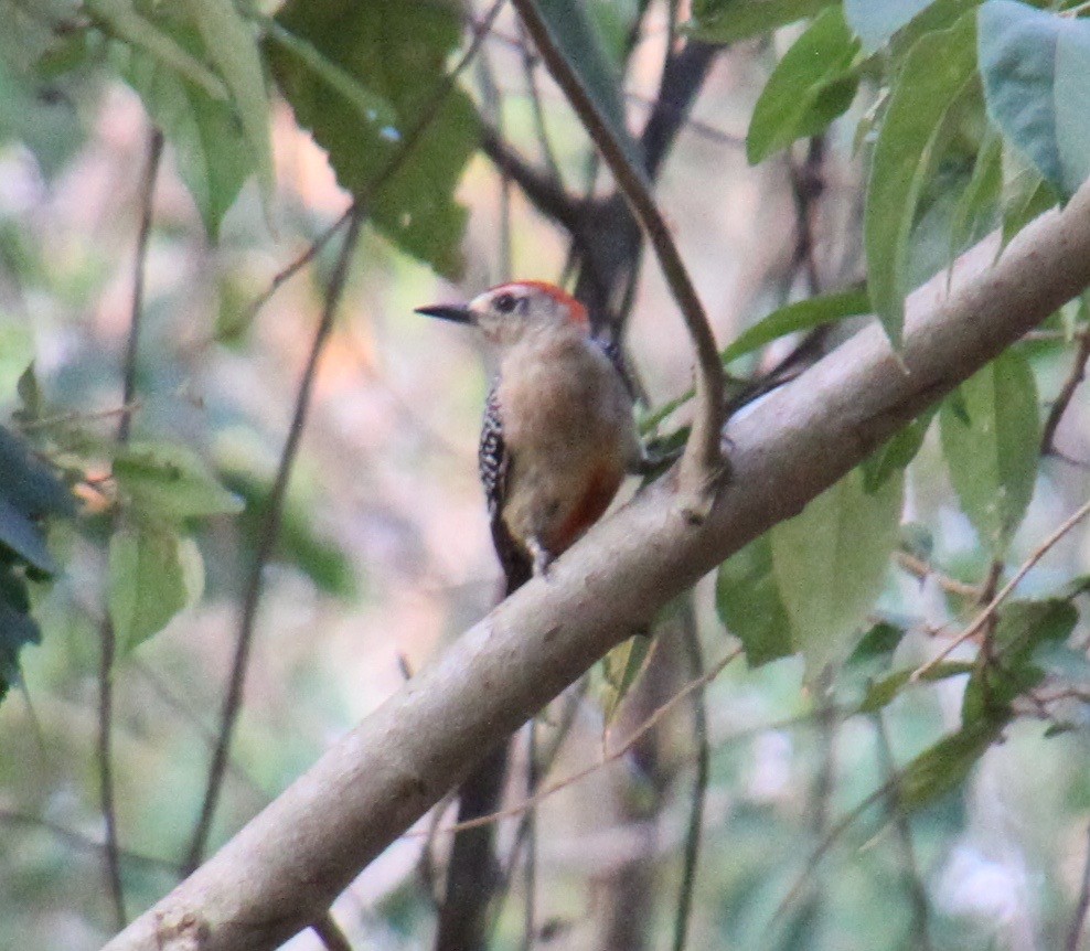 Red-crowned Woodpecker - ML83037441