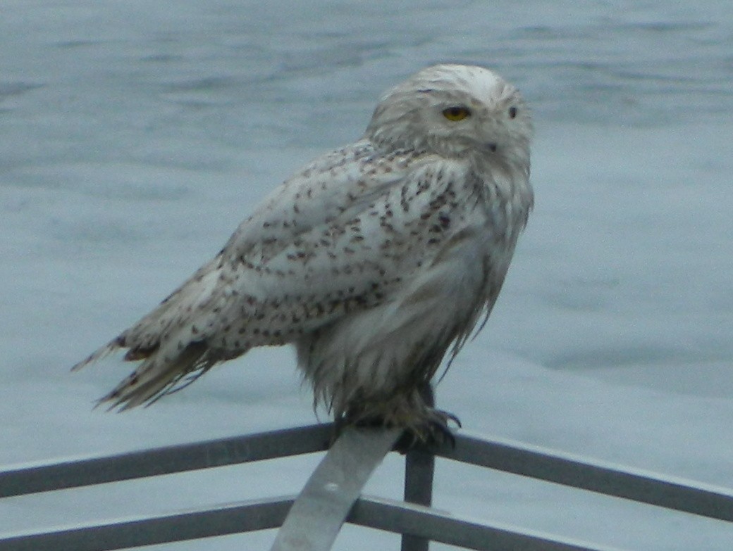 Snowy Owl - Boonton CBC