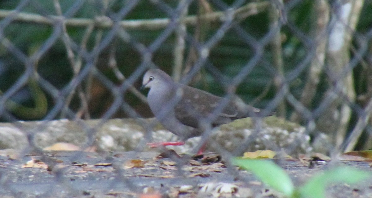 Gray-chested Dove - Kelly Siderio