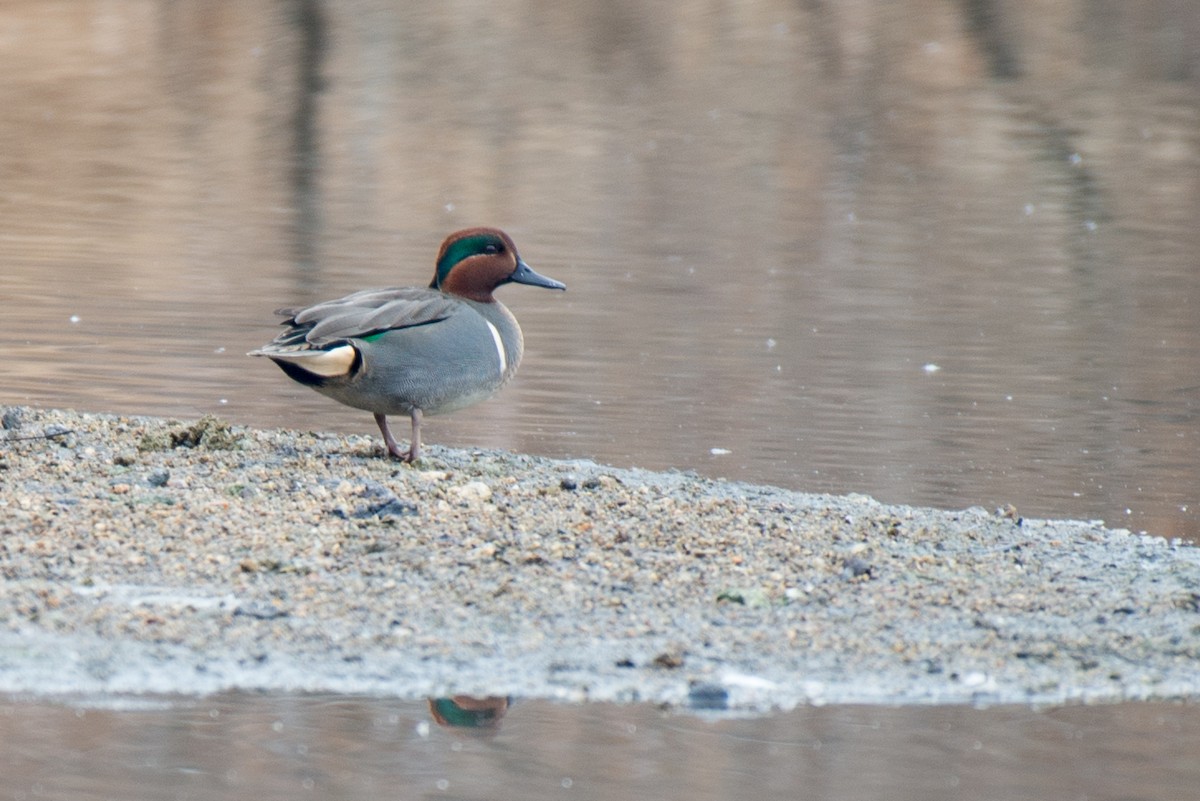 Green-winged Teal - ML83038901