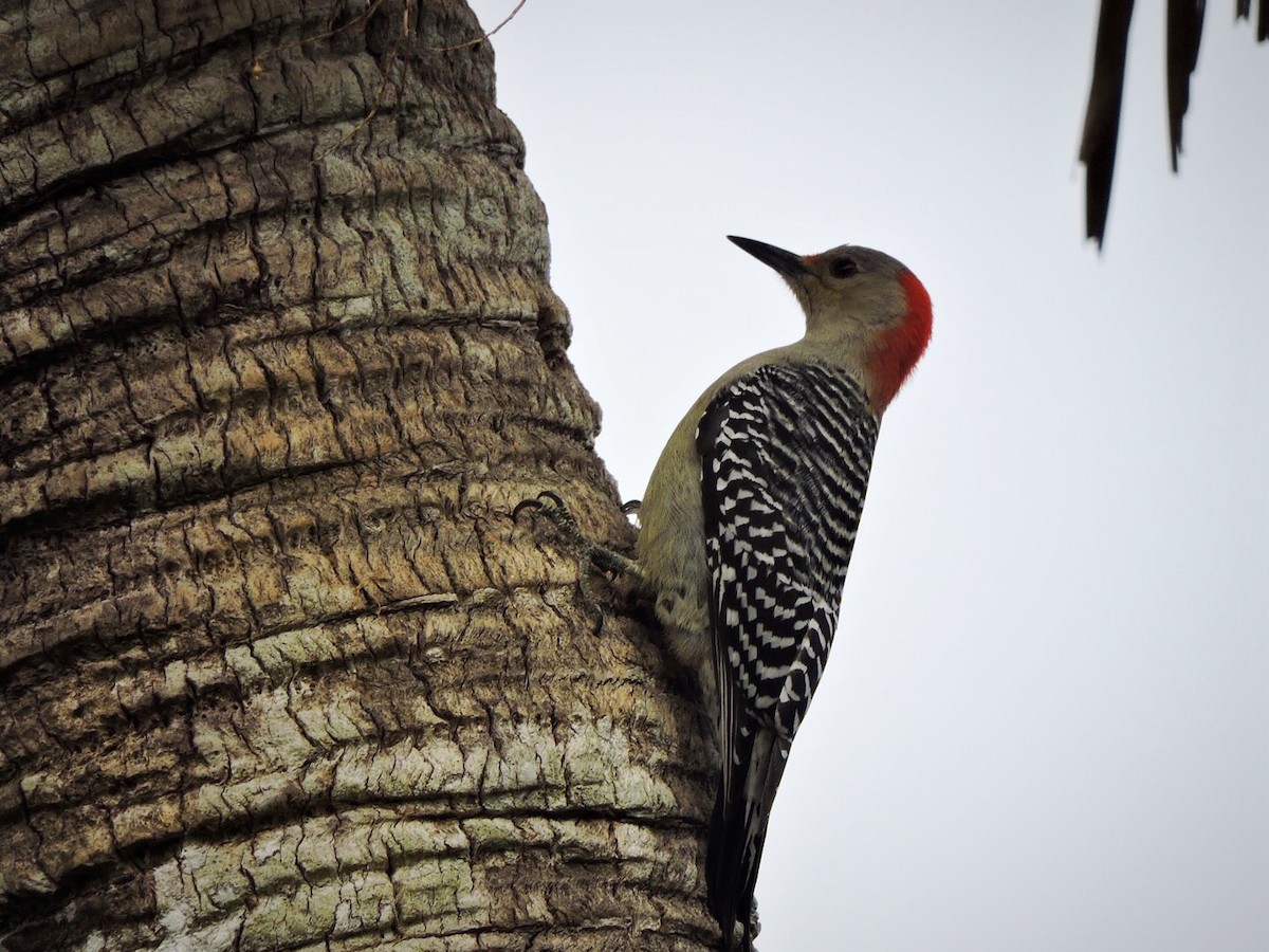 Red-bellied Woodpecker - Usha Tatini
