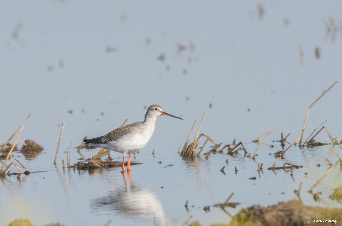 Spotted Redshank - ML83042301