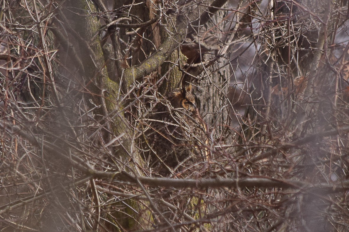 Great Horned Owl - ML83044591