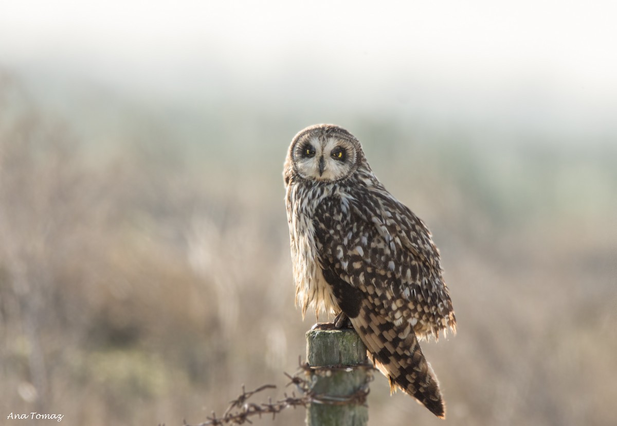 Short-eared Owl - ML83045181