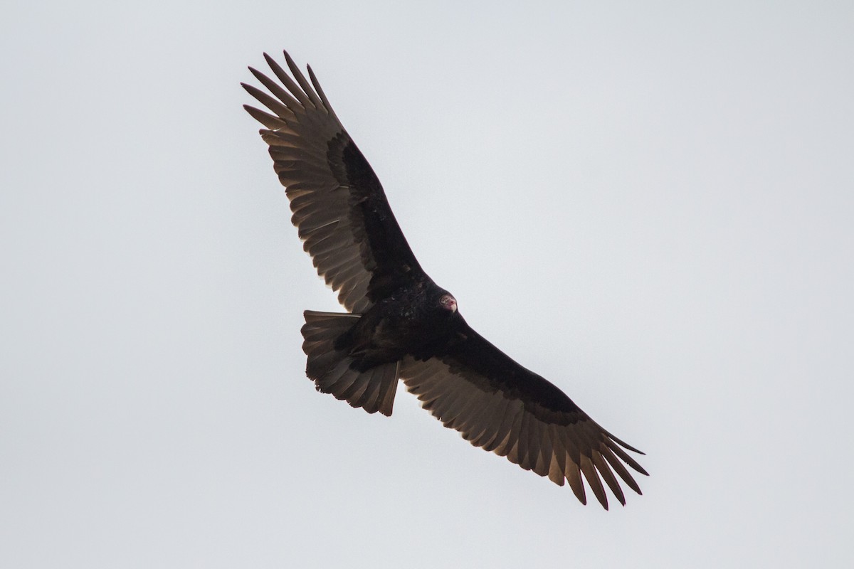 Turkey Vulture - ML83045971