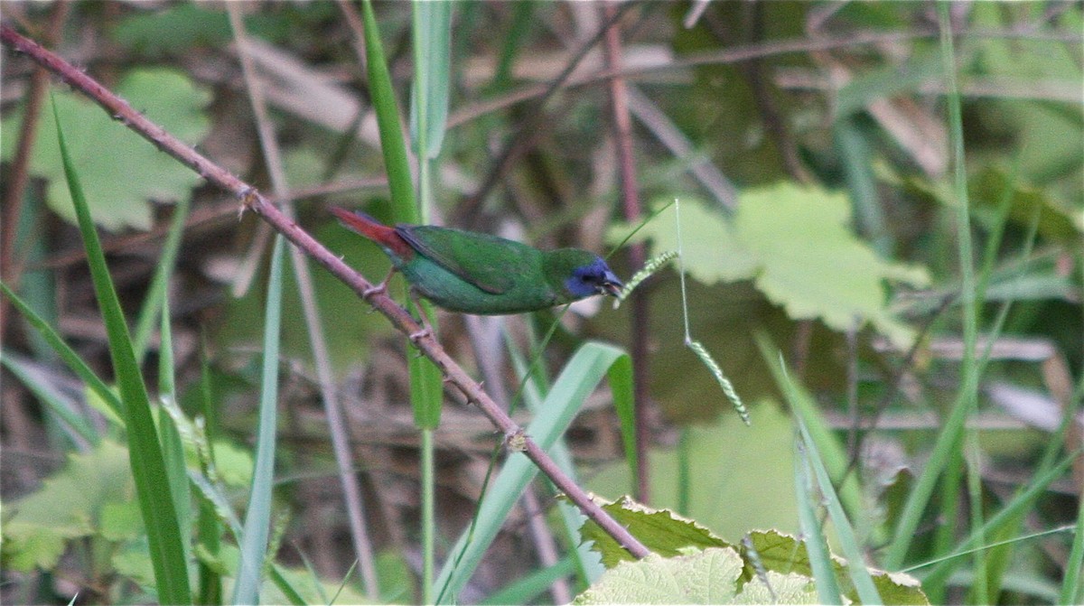 Blue-faced Parrotfinch - ML83046301