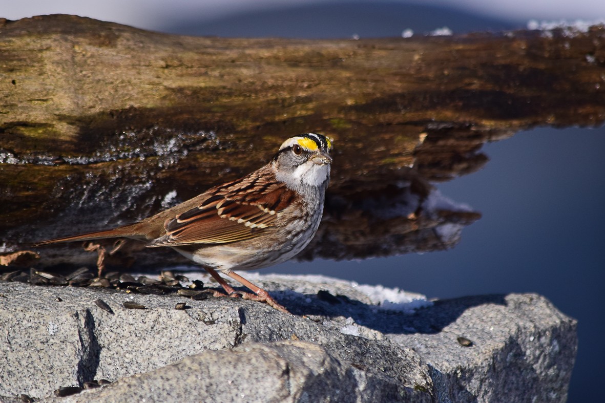 White-throated Sparrow - William Olenek