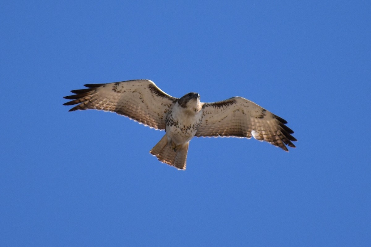 Red-tailed Hawk - Jeff Graham
