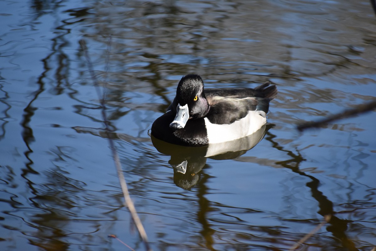 Ring-necked Duck - Jeff Graham