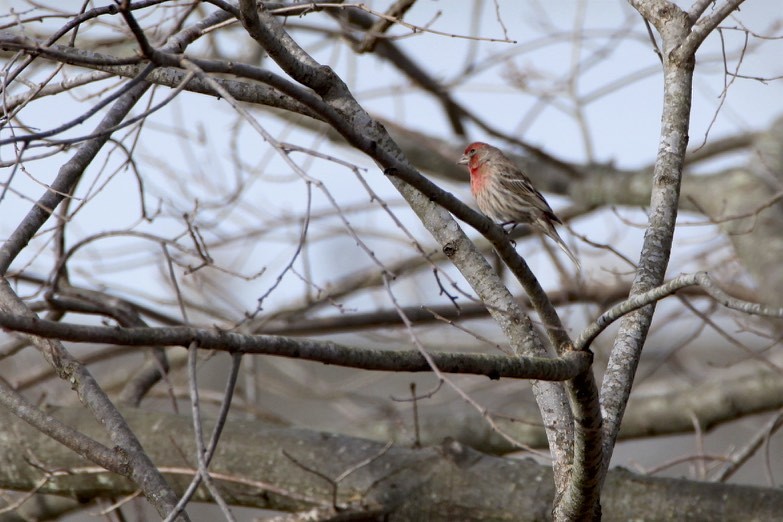 House Finch - Vickie Baily
