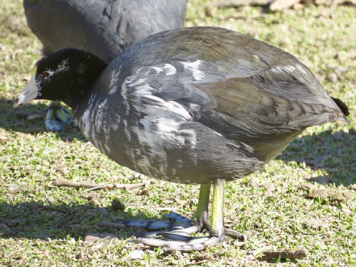 American Coot (Red-shielded) - ML83051851