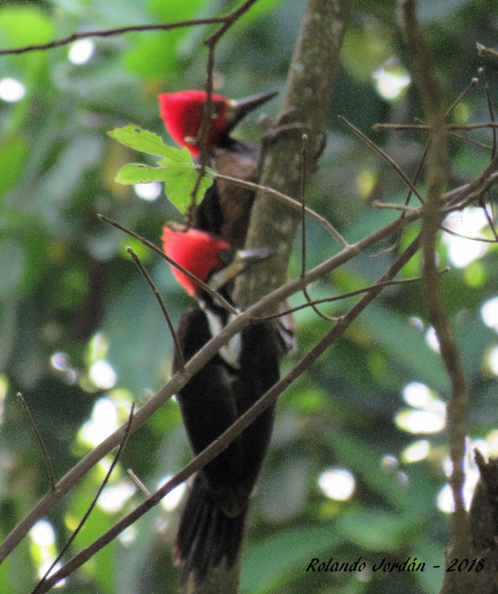 Crimson-crested Woodpecker - ML83052191