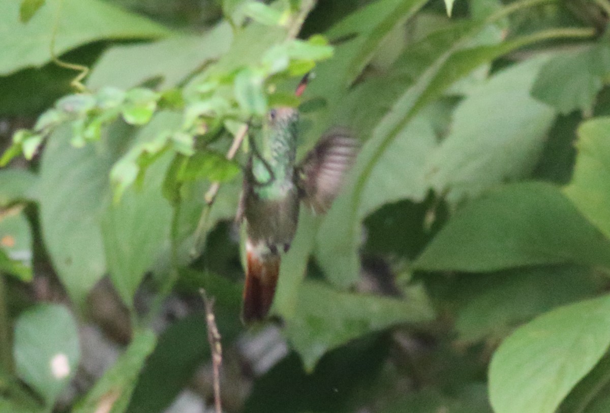 Rufous-tailed Hummingbird - ML83053751