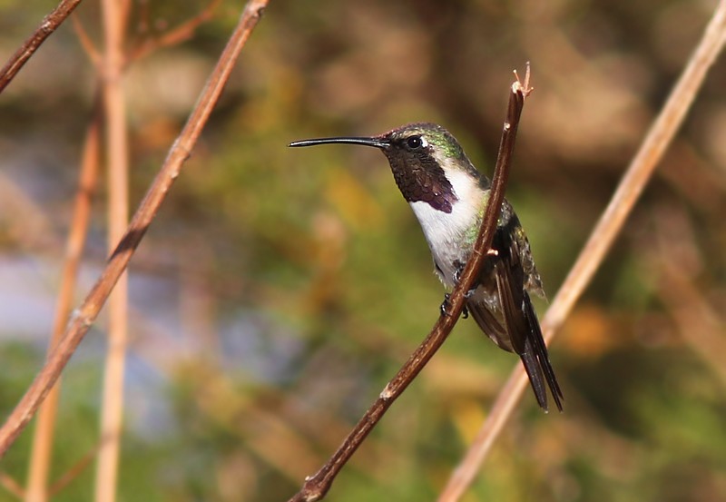 Beautiful Hummingbird - ML83056121