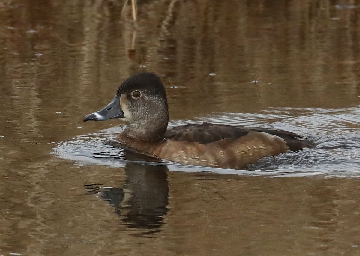 Ring-necked Duck - Charles Lyon