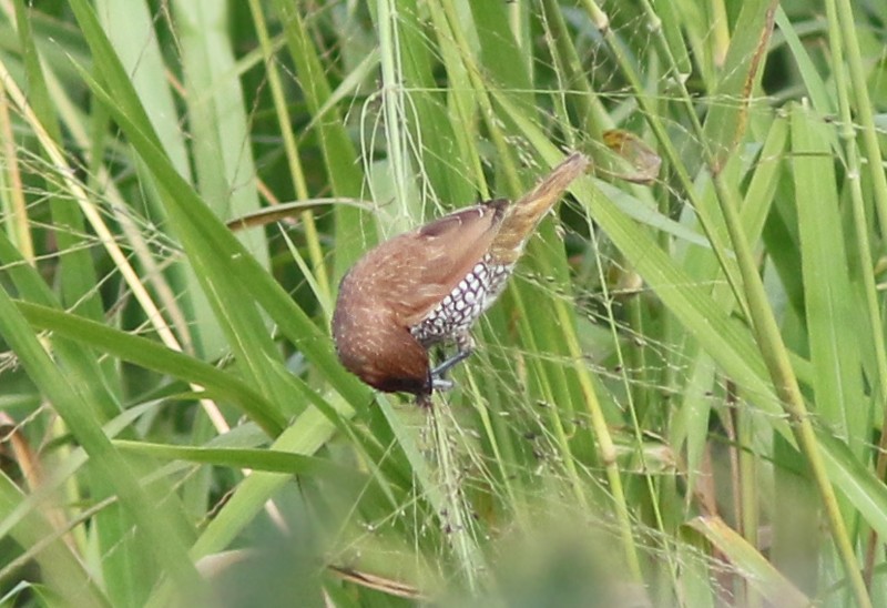 Scaly-breasted Munia - Amy McAndrews
