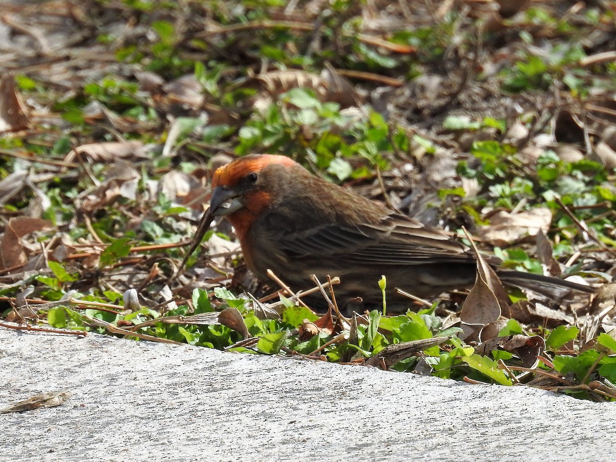 House Finch (Common) - Deb Eiger