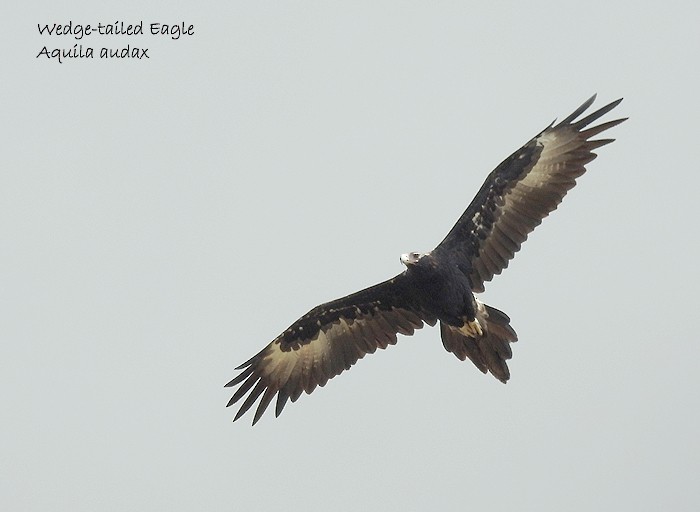Wedge-tailed Eagle - ML83067501