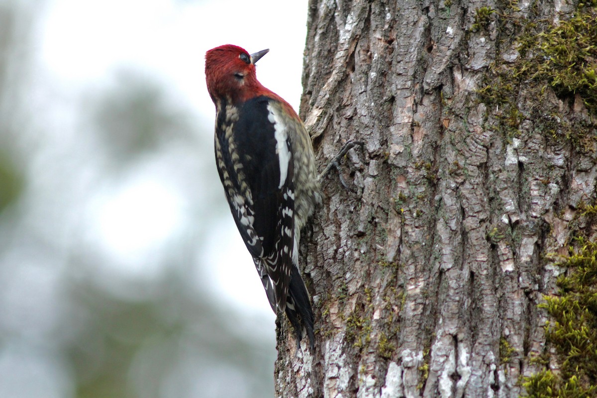 Red-breasted Sapsucker - ML83074051