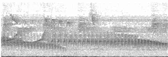 Bluish-slate Antshrike - ML83074551