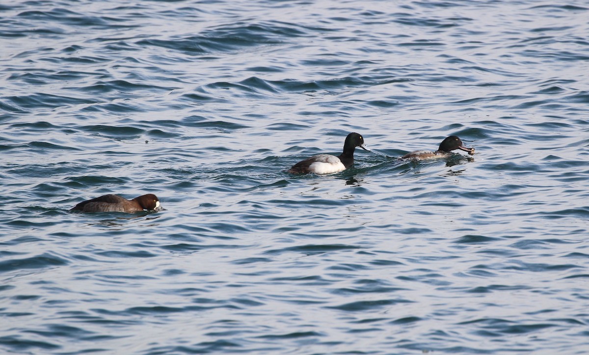 Greater Scaup - Siobhan Drysdale