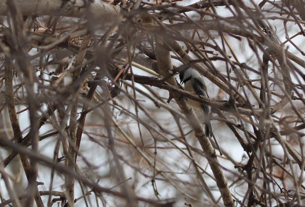 Black-capped Chickadee - Siobhan Drysdale
