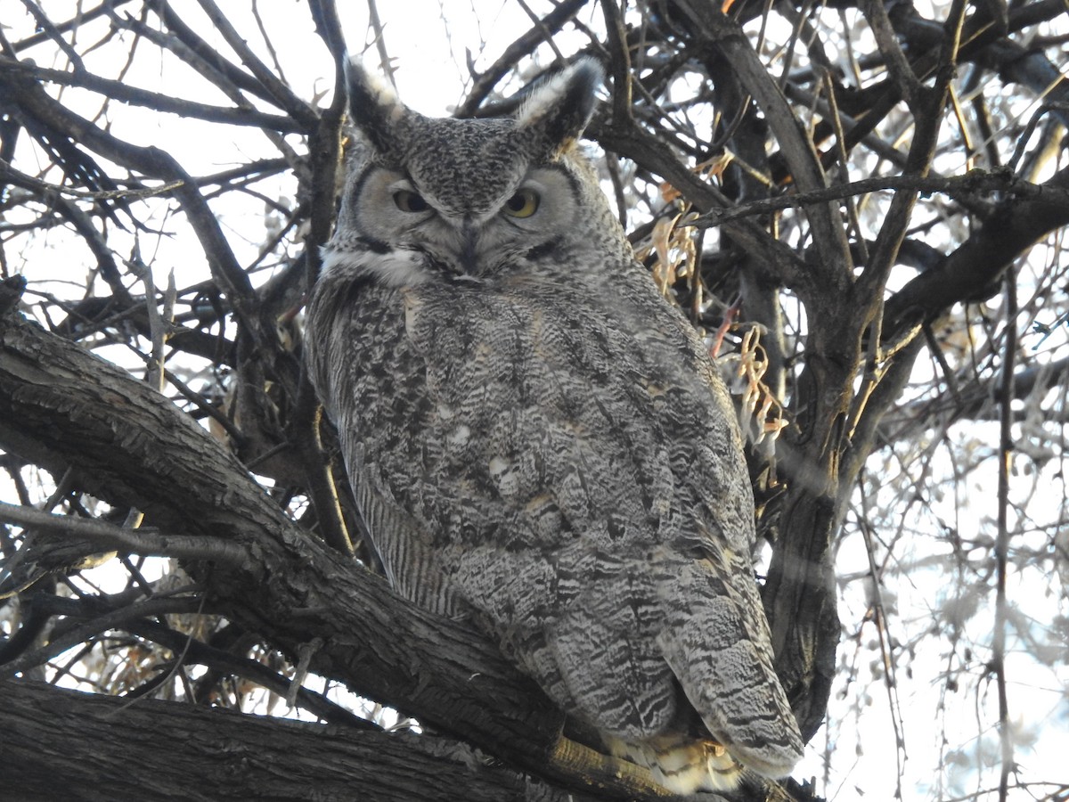 Great Horned Owl - ML83082371
