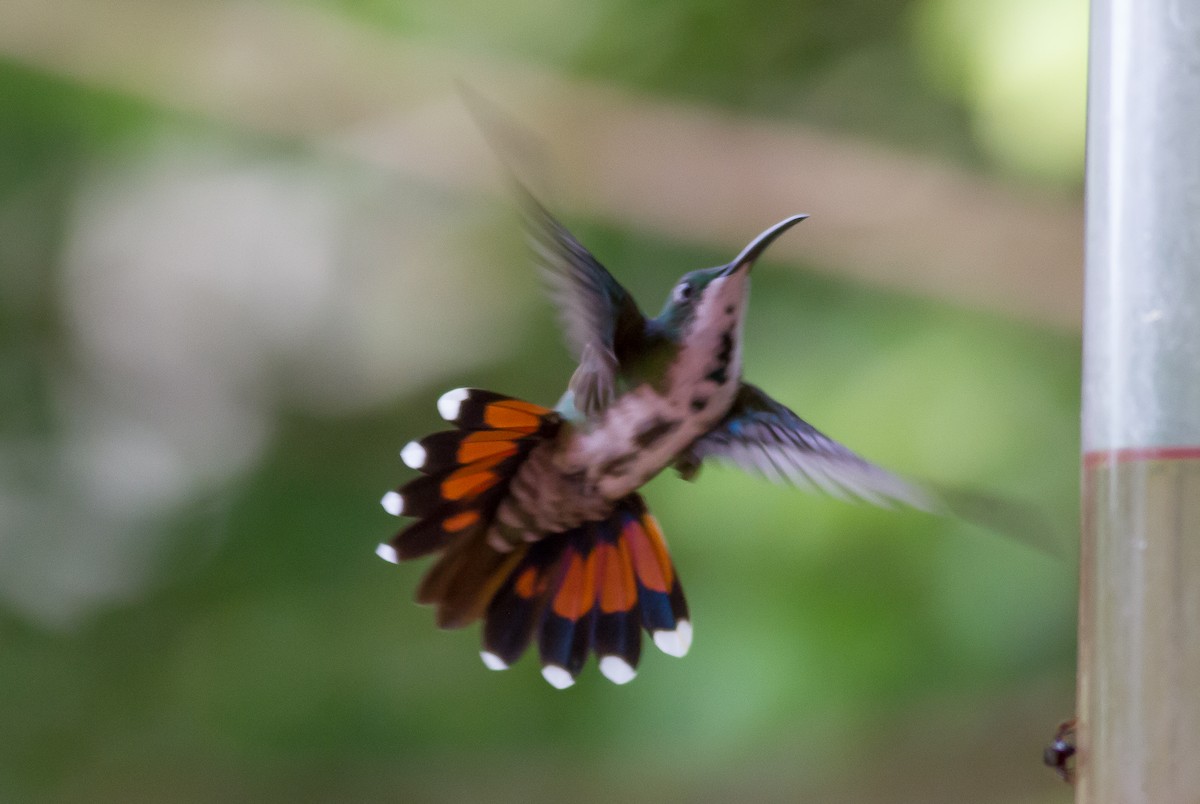 kolibřík lesklý - ML83082621