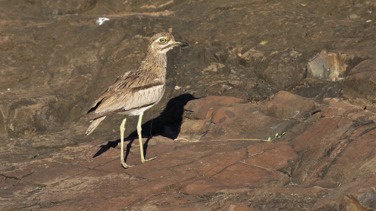 Water Thick-knee - Dean LaTray