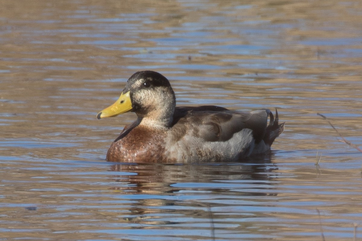Mallard x Mottled Duck (hybrid) - ML83085451