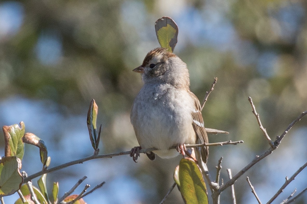 Field Sparrow - ML83085651