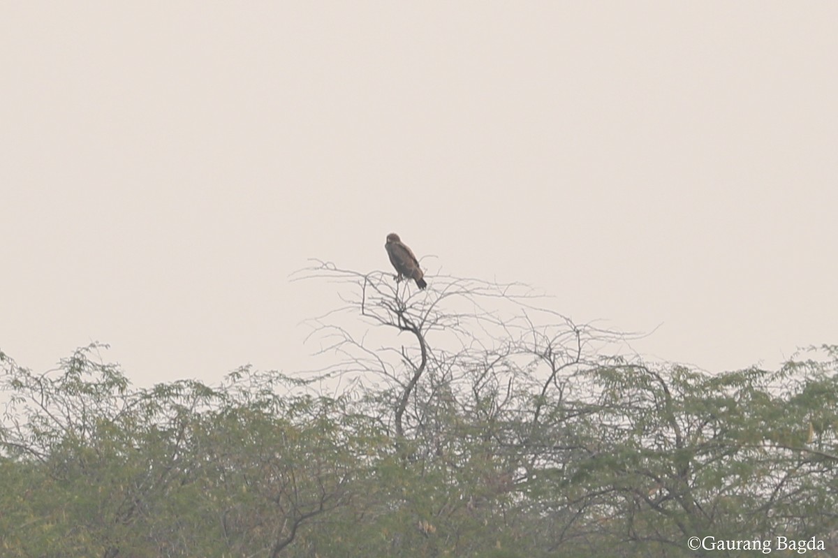 Indian Spotted Eagle - Gaurang Bagda