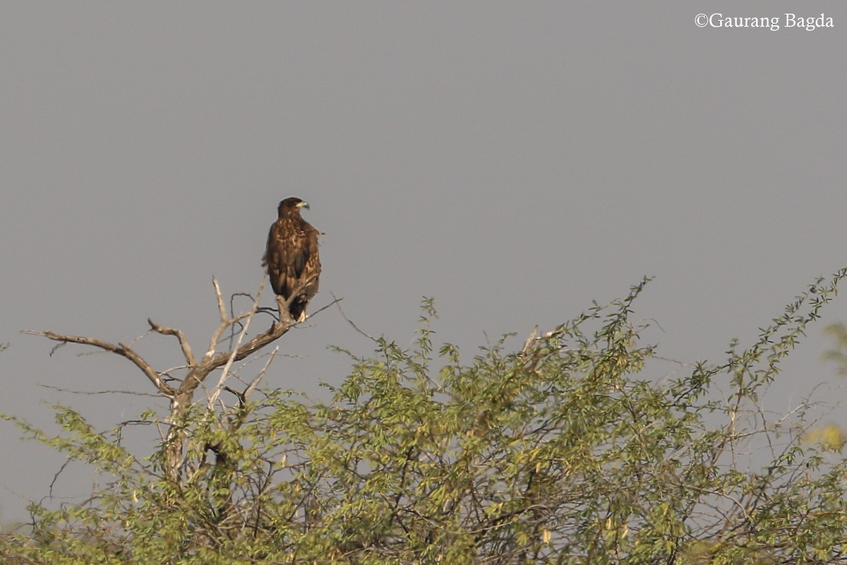White-tailed Eagle - Gaurang Bagda