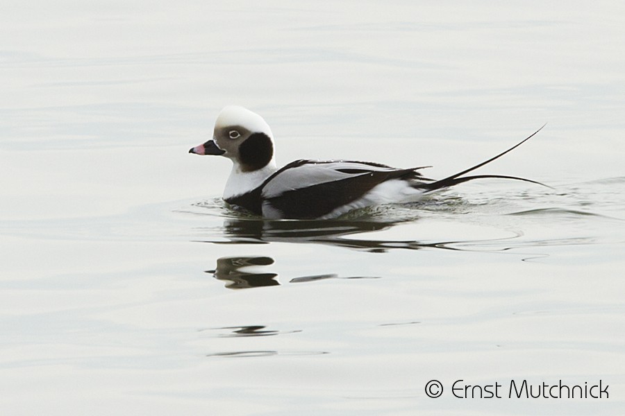 Long-tailed Duck - ML83087231