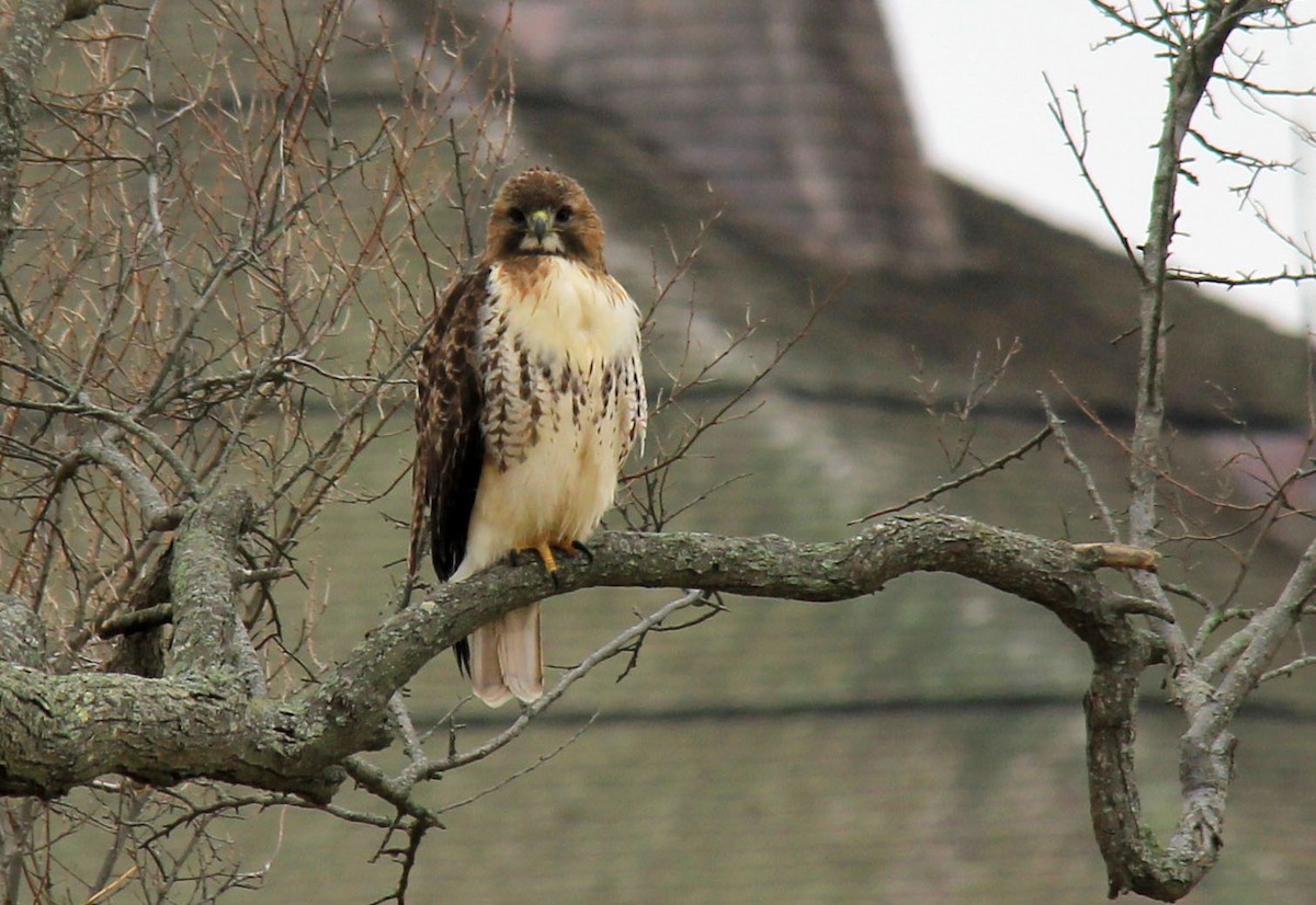 Red-tailed Hawk - ML83087601