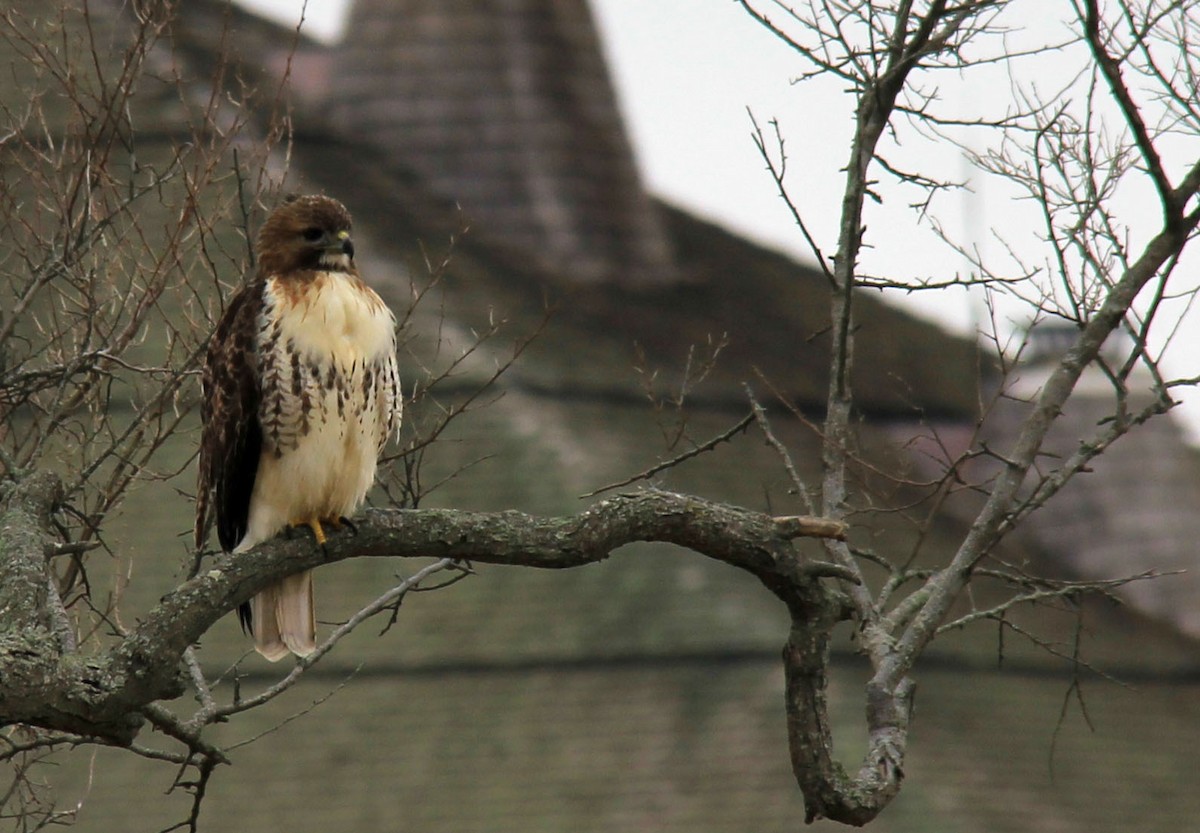 Red-tailed Hawk - ML83087641