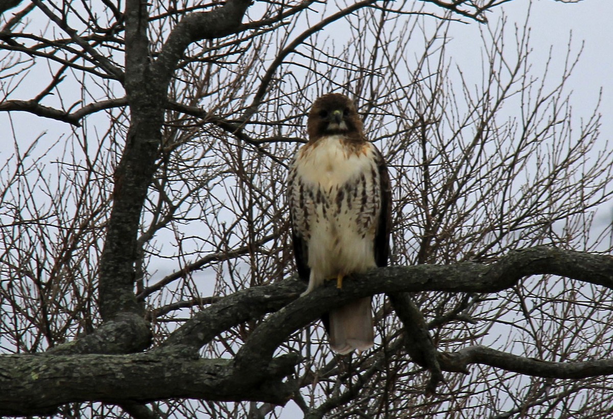 Red-tailed Hawk - ML83087751
