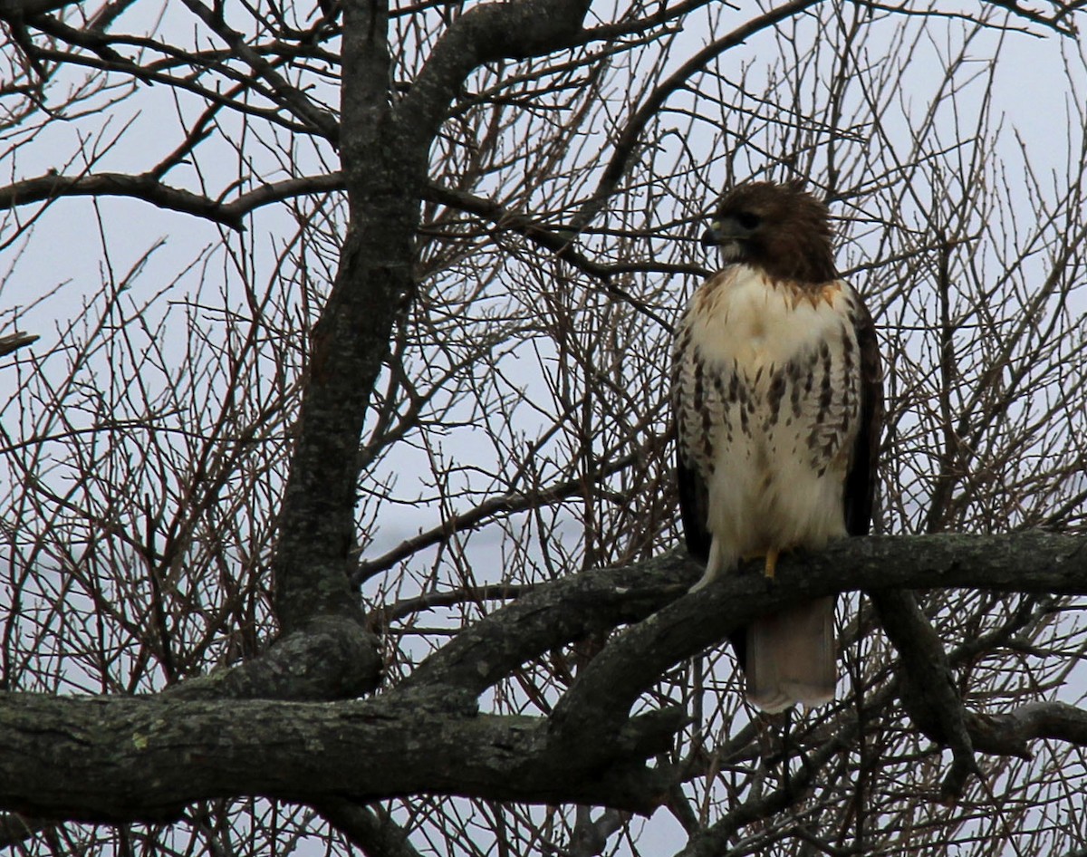 Red-tailed Hawk - ML83087761