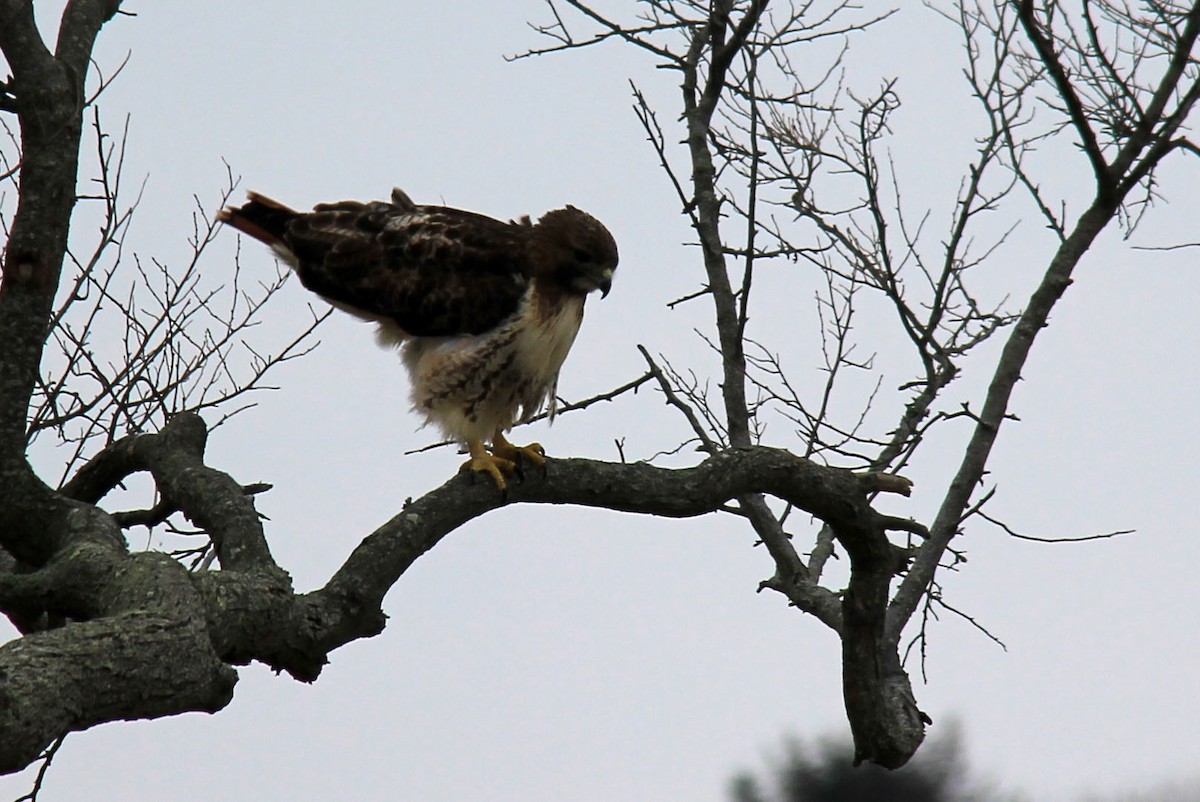 Red-tailed Hawk - ML83087781