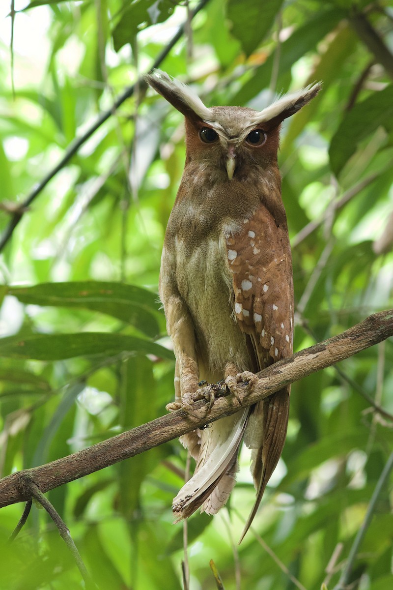 Crested Owl - Luiz Matos