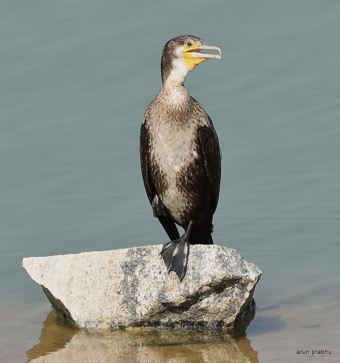 Great Cormorant - Arun Prabhu